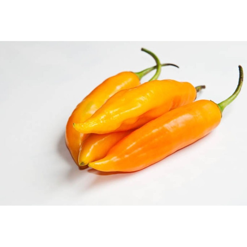 Aji Amarillo CHF 11.00 el kilo a la compra de 5 Kilos Aji Amarillo CHF 11.00 el kilo a la compra de 5 Kilos