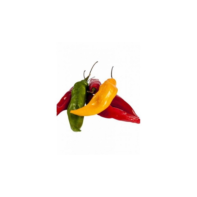 PRIX INTERESANT A PARTIR DE 1 KILO ! PIMENT AJI LIMO FRAIS