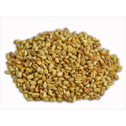 granos de Trigo amarillo 250g