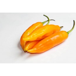 Piment Aji Amarillo frais 5...